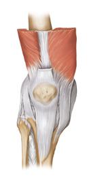 Das Knie Das größte Gelenk des menschlichen Körpers Das Kniegelenk gehört zu den komplexesten und am meisten beanspruchten Gelenken.