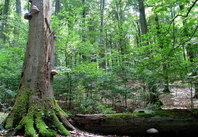 Private Holznutzung ist im Nationalpark Eifel nicht