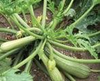 Zucchini Alberello buschförmig lang, zylindrisch, leicht gebogene Früchte Geschmack: im jungen