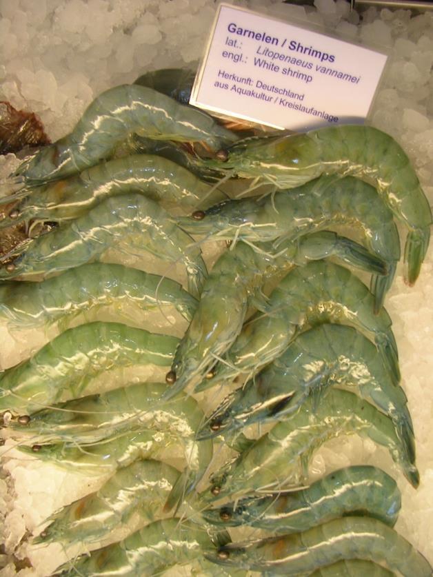 Qualitätsmerkmale der Shrimps Made in Germany -Tagesfrisch -Ungefrostet / never frozen -Sashimi-grade -Frei von Medikamenten