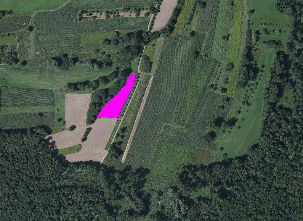 3.3 Röstlach Habitateignung Die neu angelegte Teilfläche (Abb. 8) noch hat einen eher ruderalen Charakter und scheint recht wüchsig (Kategorie s).