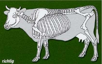 Exterieur und Merkmalsausbildung Postler, Naturgemäße Rinderzucht 2002 Gerade Rückenlinie Falsche