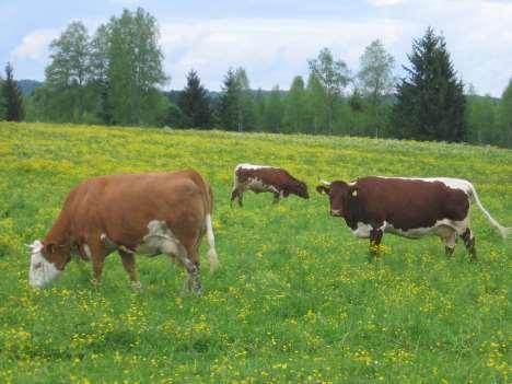 Lebensleistungszucht - Vorgehen Auswahl der Kühe 4 Kuhfamilien - hohe LL bei den weiblichen Vorfahren Kühe müssen gut züchten Sehr gute GF-Verwertung Stoffwechselstabil Hohe