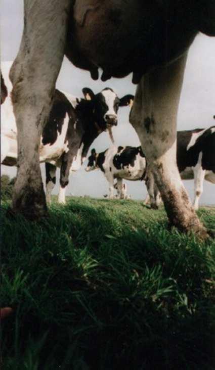 Bauern in der Praxis(13/14) Durchnittl. Produktion pro Kuh (kg, 4,4% 3,5%) 8.330 Milch pro ha Rasse/ Mais 15.000 Anzahl Kühe 150 Anzahl ha 83 Bauer 1 7.380 16.000 150 69 Bauer 2 7.930 15.