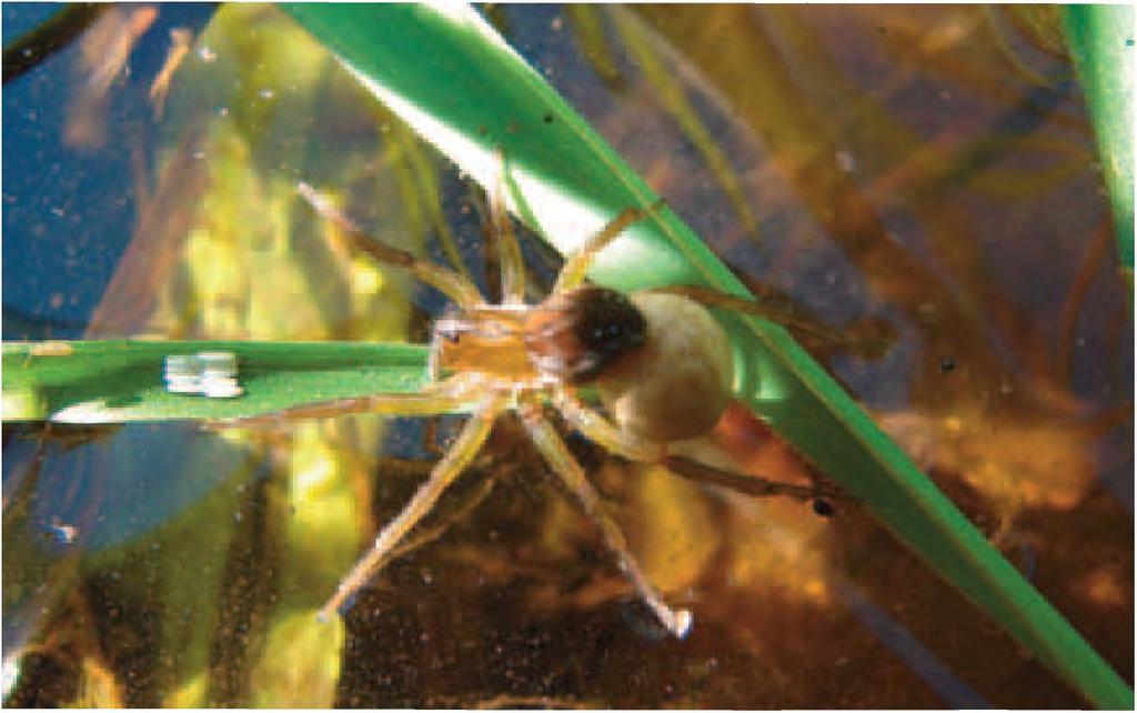Foto 9: Zahlreiche Spinnen bewohnen die Ufer von Gewässern und nutzen die Wasseroberfläche als Flucht- und