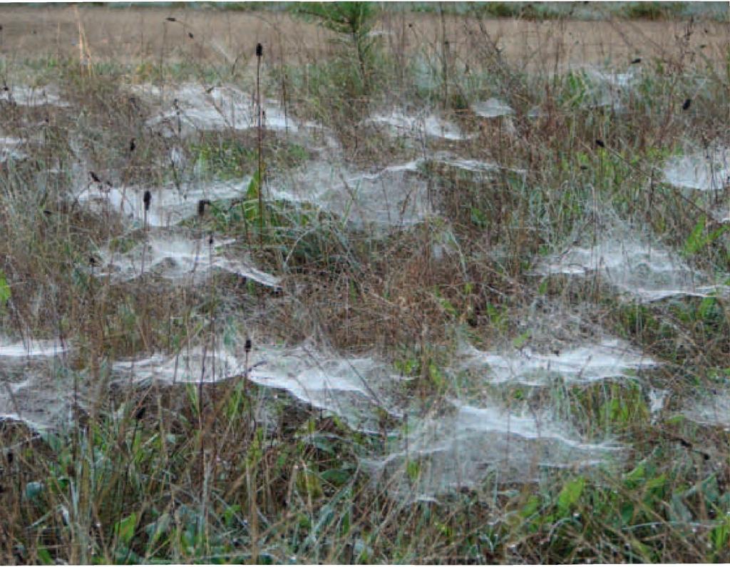 gehören, zeichnen sich die Spinnen (Araneae) durch ihre bekannte Fähigkeit aus, Spinnweben oder Spinnennetze zu bilden. Wenigen ist bekannt, dass nicht alle Spinnen Netze bauen.