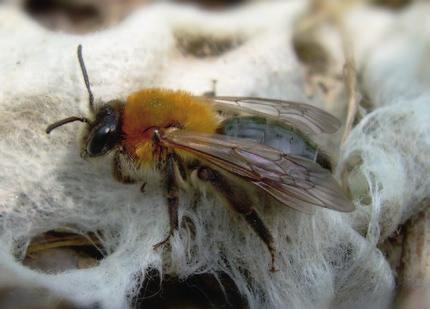 Männchen mit gelben Flecken Bienen leben sozial (in Staaten)