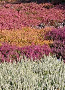 Wusstest du schon, warum es Heide in so vielen bunten Farben gibt? wo es überall Heide gibt? Die Lüneburger Heide blüht hell rosa.