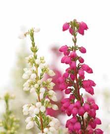 Sie blüht von Juli bis Besenheide (Calluna vulgaris): Diese Heide kommt ursprünglich aus Nordeuropa (Russland, Schottland, südliches Nor-
