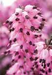 Die Knospenblüher unter den Callunen öffnen ihre Blüten nicht und behalten daher besonders Heide selber pflanzen 8 lange ihre Farben.