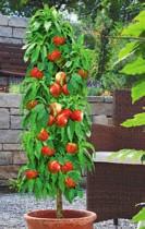 Tipp vom Gärtner Flieder, botanisch Syringa zur Familie Oleaceae gehörend, sollte in