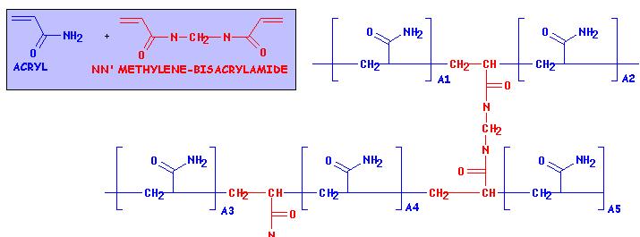 Polyacrylamid- Gel-Elektrophorese (PAGE) PAGE wird verwendet für Separation von Proteine.