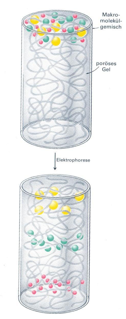 Polyacrylamidgele als Trägermedien Die Wanderung von Proteinen aufgrund des elektrischen Feldes wird durch das Gel größenabhängig abgebremst.