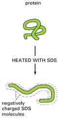SDS Dient dazu, die Proteine zu denaturieren, da es fast alle nicht-kovalenten Wechselwirkungen in nativen