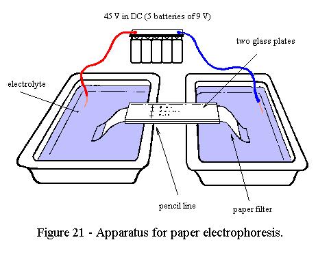 Im elektrischen Feld wandern Probe-Ionen und Puffer-Ionen Verwendung von Puffertanks an beiden Elektroden als Pufferreservoirs Puffer darf sich nicht erschöpfen