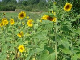 Vererbung / Fortpflanzung Kann aus einem Sonnenblumenkern (=Samen) auch eine andere Pflanze wachsen? Aus Sonnenblumenkernen können nur Sonnenblumen wachsen.