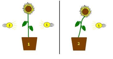 des Experiments Eine junge Sonnenblume wird aus jeder Richtung mit Licht bestrahlt.