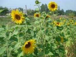 Wachstum Wie hoch wachsen Sonnenblumen? Sonnenblumen werden über 150 cm hoch. Sonnenblumen bleiben kleiner als 150 cm.