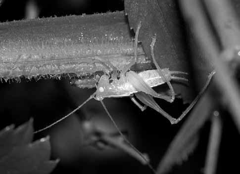 Die Heuschrecke als Anhalter Naturbeobachtungen Die Südliche Eichenschrecke (Meconema meridionale) ist soweit bekannt einzigartig unter den Insekten: Sie nutzt den motorisierten Verkehr, um vorwärts