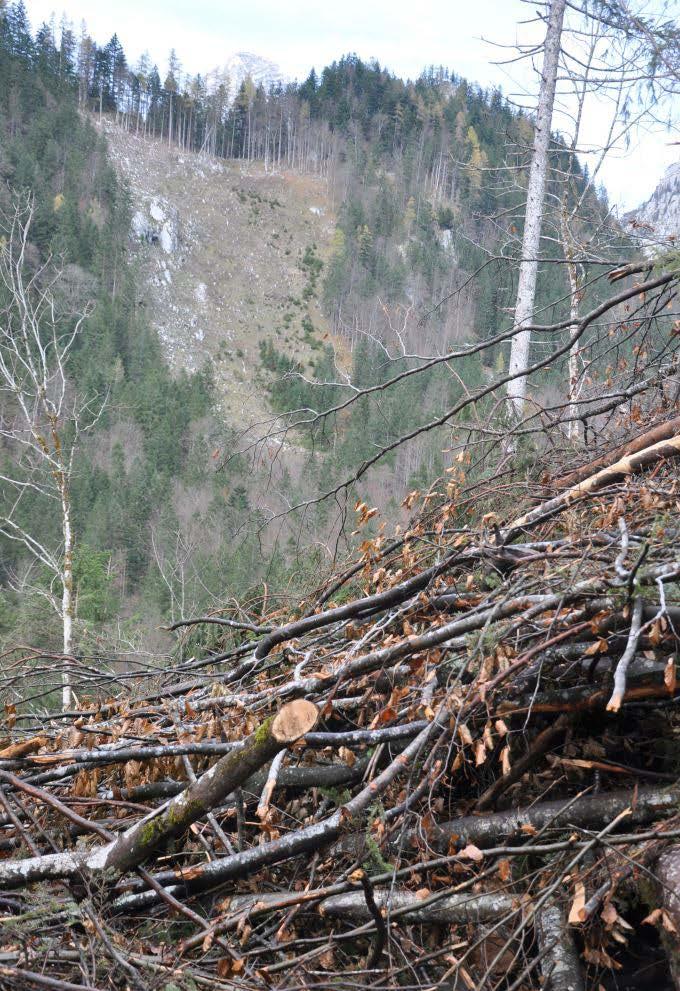 Die 3 Hauptprobleme unserer Waldöden: 1) Bodenschädigung durch Ganzbaumnutzung: Nährstoffverlust Schädigung der Humusschicht Katastrophal vor allem auf