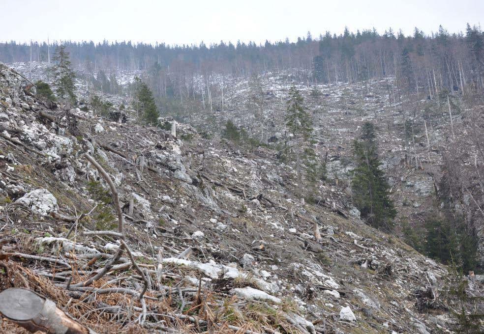 3) Großkahlschlag im Gebirge: sehr große Verluste an Humus: Erosion (Verkarstung) Überhitzung auf