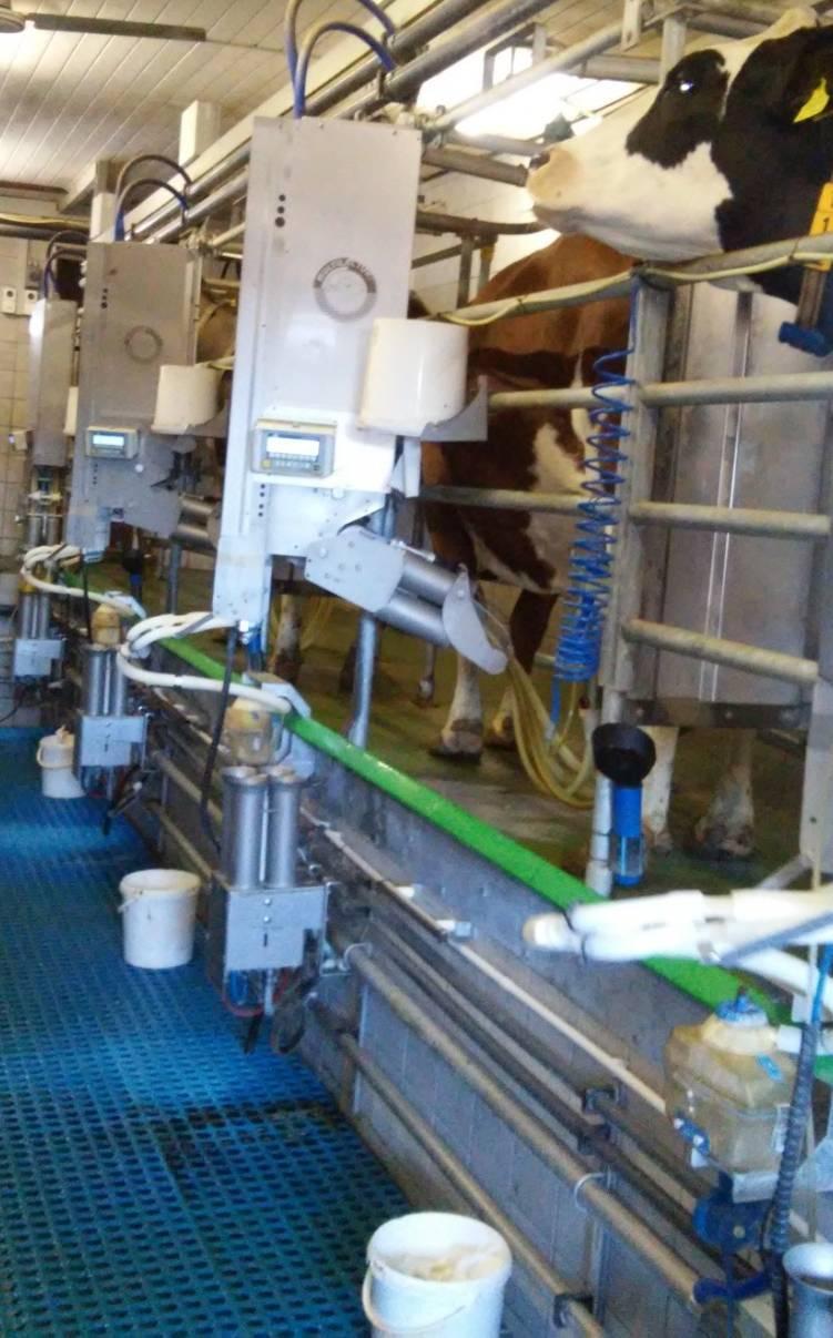 Abb. 25: Das MultiLactor-Melksystem beim Melkprozess im Betrieb 3 Die Erfassung aller Versuchsdaten erfolgte durch den Verband Swiss Herdbook, CH.