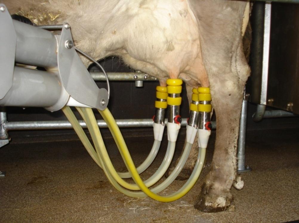 Abb. 2: Das MultiLactor-Melksystem beim Melkprozess in einem Betrieb in Türkheim-Bayern Stimulationssystem: Ein weiteres wesentliches Kennzeichen des MultiLactors ist sein neuartiges bilaterales