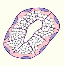 Wie heißen die gezeigten Seiten der Epithelzellen?