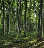 Die deutsche Waldwirtschaft ist ein weltweites Vorbild und wird extrem nachhaltig betrieben.