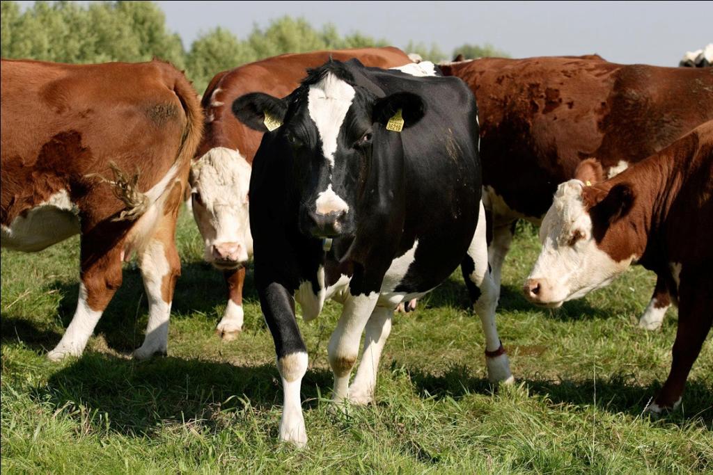 Ökologische Landwirtschaft - besondere Ansprüche an Haltung und Fütterung der Tiere: Weidegang, Auslauf, eingeschränkter Einsatz von Zusatzstoffen;
