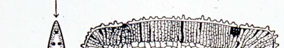 Photosynthese: Helleborus niger (Christrose): Querschnitt und 2 Flachschnitte Typisches