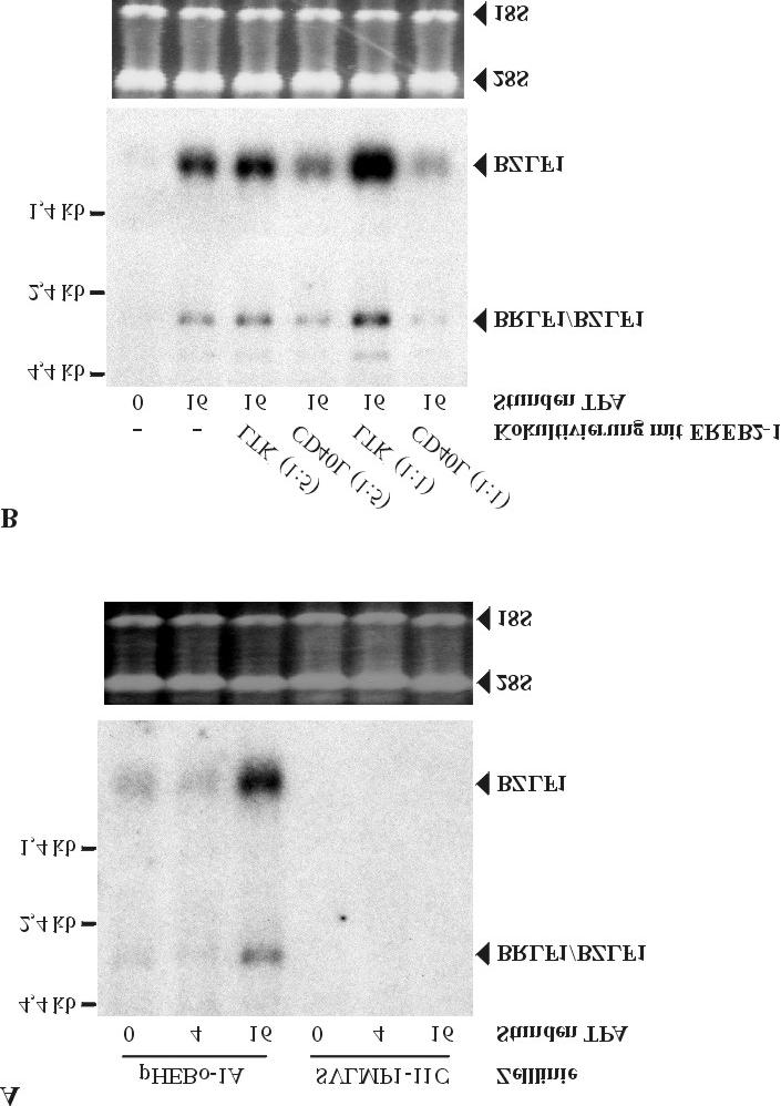 Ergebnisse 51 Abbildung 10: LMP1 und aktiviertes CD40 hemmen die durch TPA induzierte Zunahme der BZLF1- mrna-konzentration.