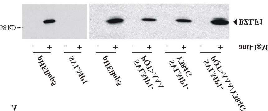 Ergebnisse 64 Abbildung 20: Hemmung der anti-igm-stimulierten BZLF1-Expression durch 5 µg SVLMP1-Mutanten. Western Blot-Analyse.