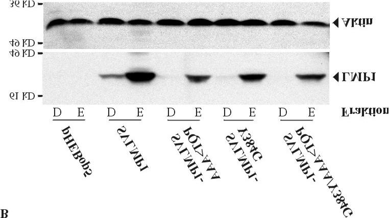 Nach 48 h wurden die Zellen nach der MACS-Methode in NGFR-negative (D) und NGFR-positive (E) Zellen aufgetrennt.