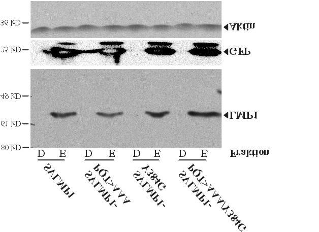 Ergebnisse 68 Die Schaubilder einer zwei-farben-facs-analyse eines Experiments, in dem EREB-Zellen mit 5,0 µg der SVLMP1-Konstrukte transfiziert wurden, sind beispielhaft in Abbildung 23 gezeigt, die