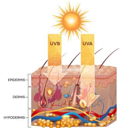 ULTRAVIOLETTES (UV) LICHT IST VERANTWORTLICH FÜR 50 % SCHÄDIGUNG DURCH FREIE RADIKALE Kann der Grund sein für Hautalterung und Falten Kann zu verschiedenen Abnormalitäten innerhalb der