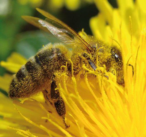 Bestäubungsleistung der Bienen beruhend. Wildbienen sind auf einigen Pflanzen dabei sogar effektivere Bestäuber als Honigbienen.