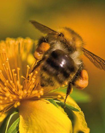 Wie weit fliegen Bienen, um ihr Bienenvolk mit Nahrung zu