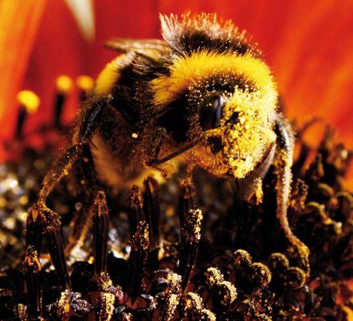 Warum ist das Stadtleben für Bienen so interessant? 7.