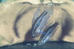 Je nach Jung - fischgröße der jeweiligen Art und der Größe der Artemia- Nauplien stellen diese meist auch ein hervorragendes und gut zu kontrollierendes Aufzuchtfutter dar.