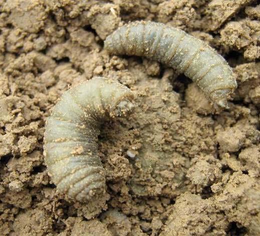 zur Blüte hinausgezögert werden. Behandlungen in der Blüte bieten die Chance, einen möglichen Befall mit Mutterkorn zu reduzieren.