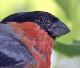 Wie alle Vögel haben auch die Gimpel typische Merkmale, an denen du sie sicher erkennen kannst: Scheitel bis zu den Augen