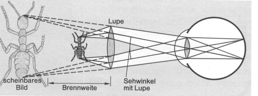 8/8 29.09.00,19:40 Erstellt von Oliver Stamm Was siehst Du, wenn Du von hinter/vor dem Schirm durch die Linse auf das Objekt blickst (den Schirm entfernen!)?