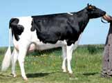 de Gesext verfügbar Problemlose Kühe mit besten Fundamenten Drüsige, fest aufgehängte Euter Extreme Nutzungsdauer