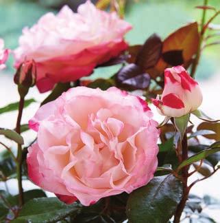 Abb. zeigt mehrere Exemplare Foto: Kordes Rosen Strauchrose 'Westerland ' Blüte: