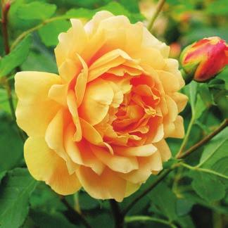 'Inspiration ' Blüte: von zartem Gelb in Rosa