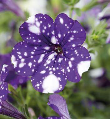 Hängepetunie 'Night Sky' Petunia cultivars, violett, mit weißen