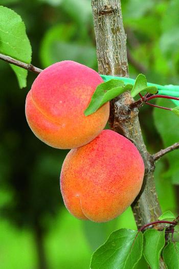 Marillensorten Vertice Reifezeit: Anfang August Geschmacklich eine gute Frucht mit einer guten Fruchtfestigkeit und einem
