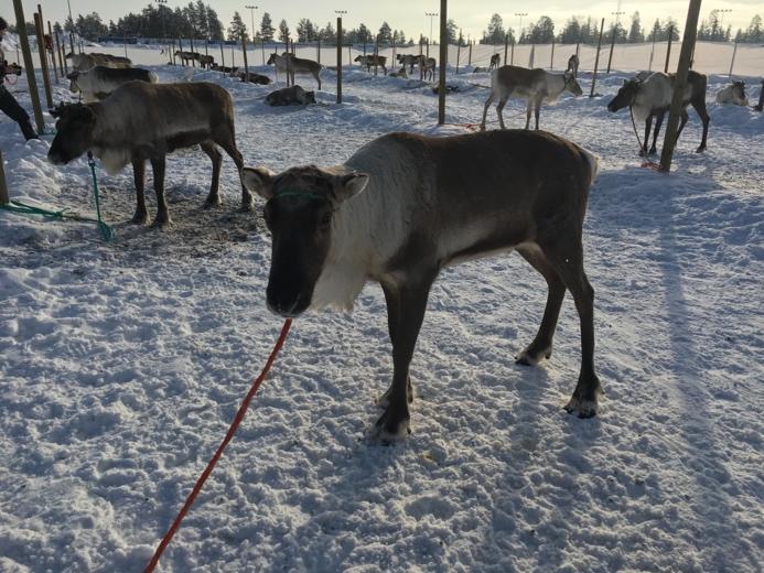 Rovaniemi bietet vor allem in den vielen Wintermonaten unglaublich viele, für mich sehr ungewöhnliche Möglichkeiten: Eisschwimmen, lange Spaziergänge durch und auf (mit speziellen Schuhen) dem