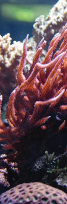 NATUR Künstliche Riffe Korallenpracht: Im Meer versenkte U-Bahn-Wagons sollen die Artenvielfalt erhalten helfen den zum Beispiel vor den Küsten der US- Staaten Delaware, New Jersey, Georgia, South
